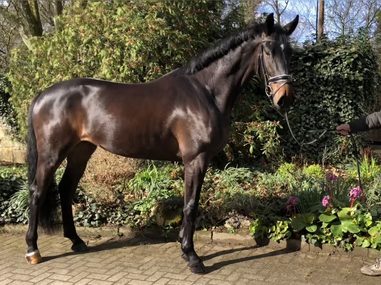 Koń hanowerski Wałach 4 lat 170 cm Ciemnogniada in Nienhagen