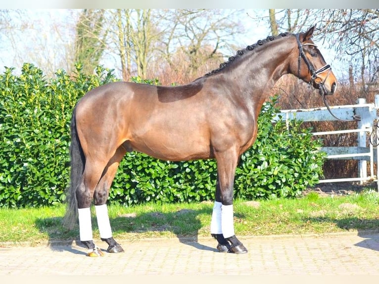 Koń hanowerski Wałach 4 lat 170 cm Ciemnogniada in Selsingen