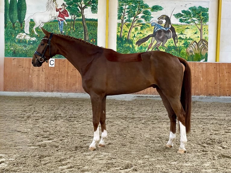 Koń hanowerski Wałach 4 lat 170 cm Ciemnokasztanowata in Rees