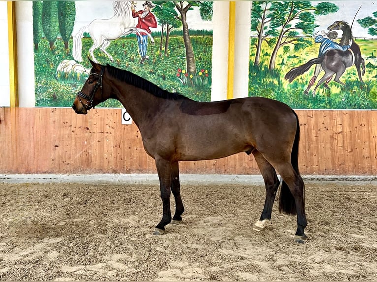 Koń hanowerski Wałach 4 lat 170 cm Gniada in Rees