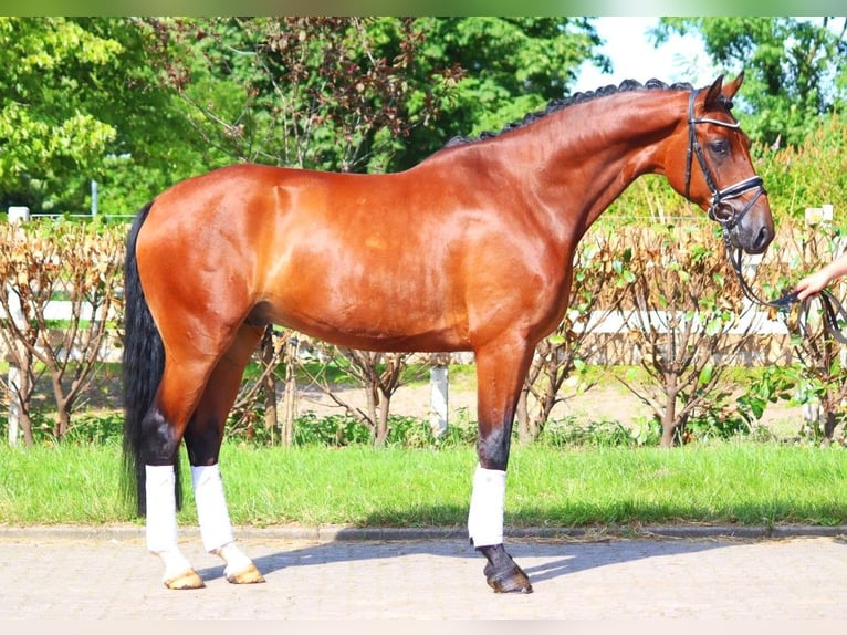 Koń hanowerski Wałach 4 lat 170 cm Gniada in Selsingen