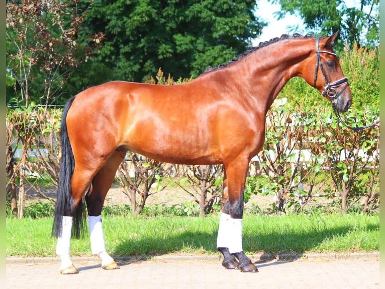 Koń hanowerski Wałach 4 lat 170 cm Gniada in Selsingen