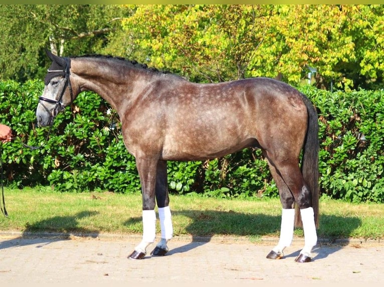 Koń hanowerski Wałach 4 lat 170 cm Siwa in Selsingen