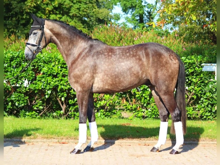 Koń hanowerski Wałach 4 lat 170 cm Siwa in Selsingen