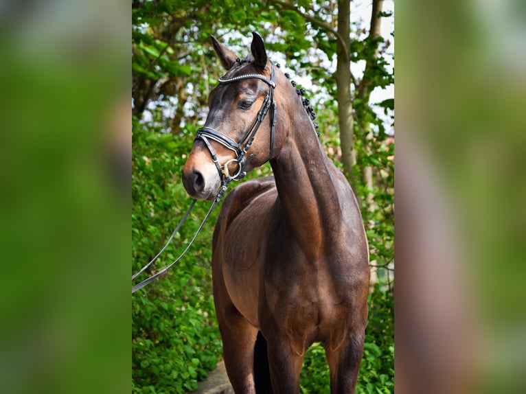 Koń hanowerski Wałach 4 lat 172 cm Ciemnogniada in Lehrte