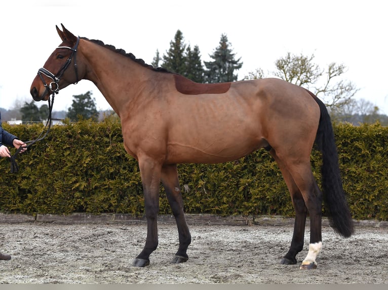 Koń hanowerski Wałach 4 lat 172 cm Gniada in Tiddische