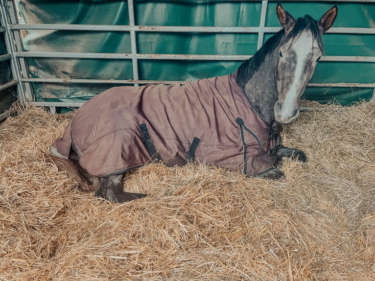 Koń hanowerski Wałach 4 lat 172 cm Może być siwy in Kreimbach-Kaulbach