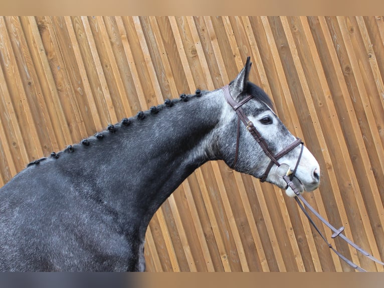 Koń hanowerski Wałach 4 lat 172 cm Siwa in Uetze