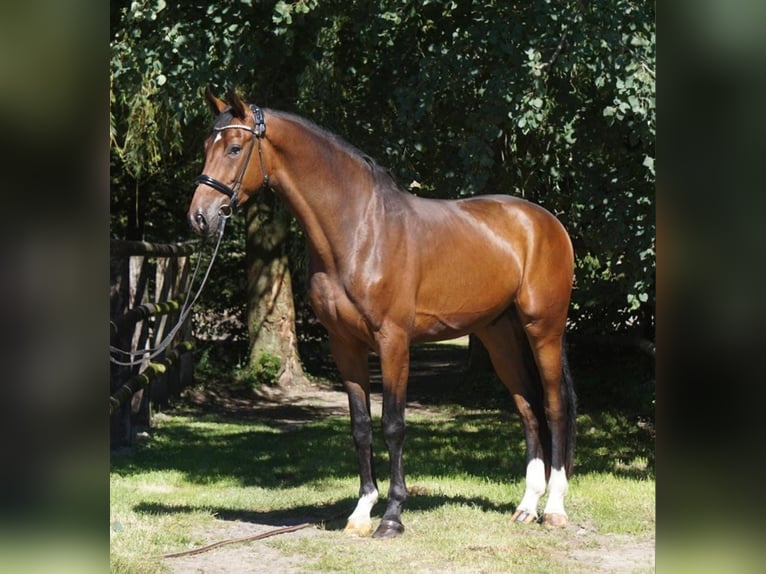 Koń hanowerski Wałach 4 lat 175 cm Ciemnogniada in Bawinkel