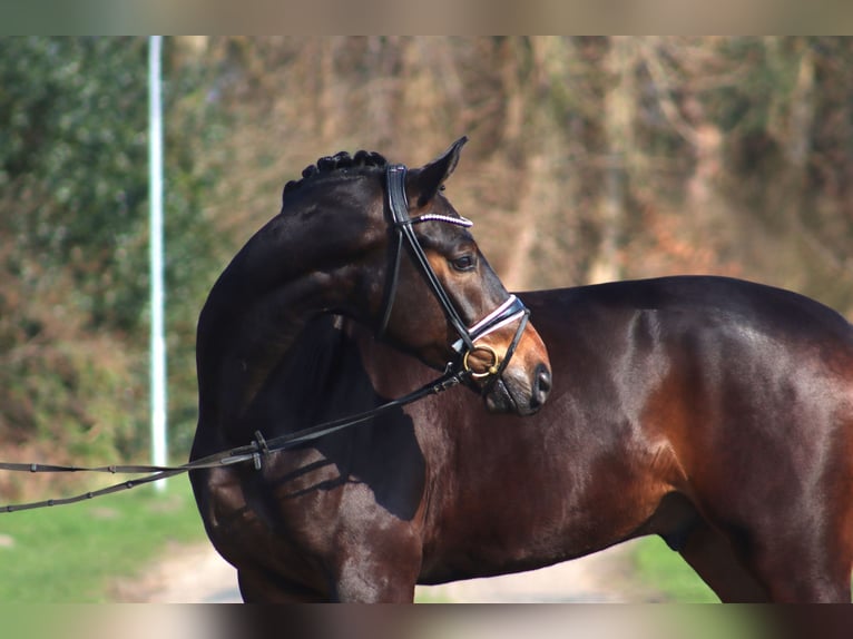 Koń hanowerski Wałach 4 lat 175 cm Ciemnogniada in Anderlingen