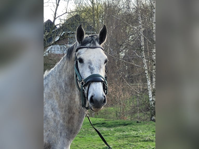 Koń hanowerski Wałach 4 lat 180 cm Siwa in Hamburg