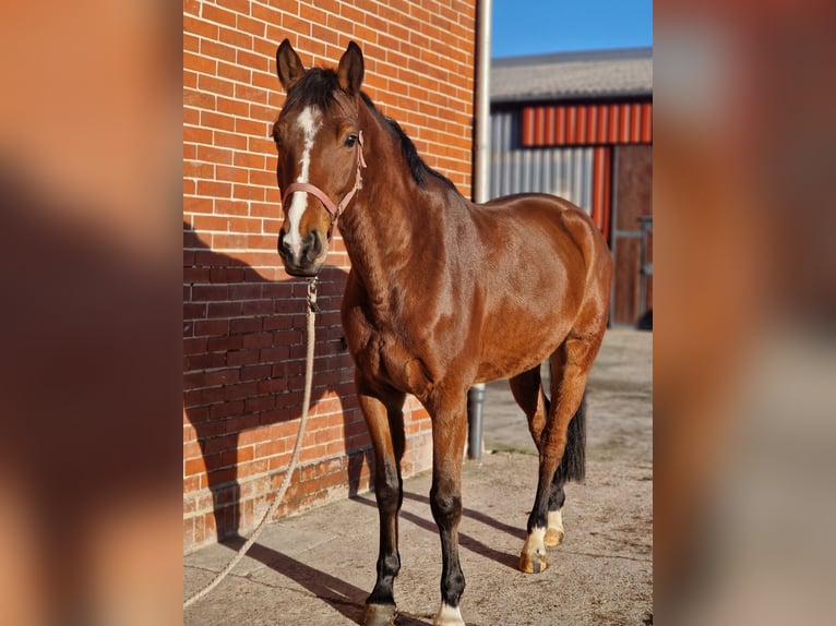 Koń hanowerski Wałach 5 lat 162 cm Gniada in Petershagen