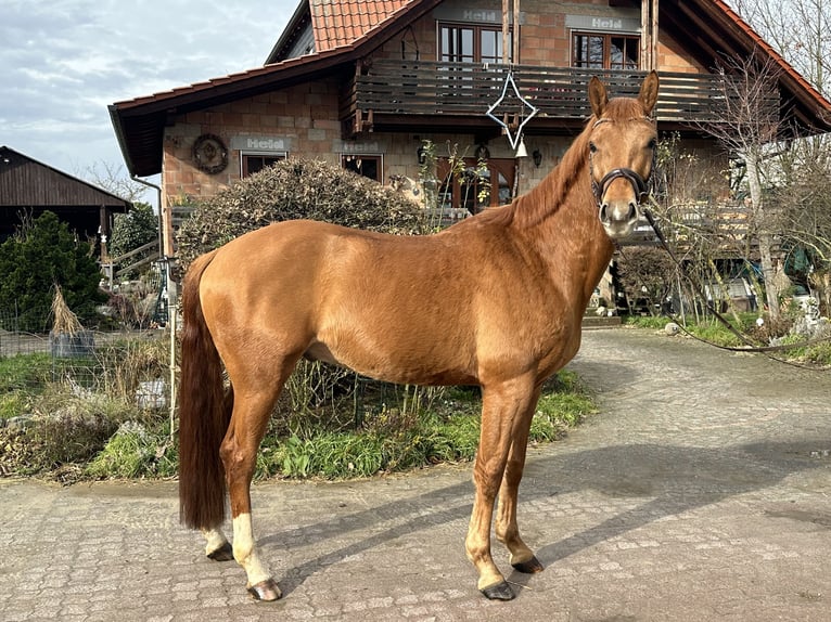 Koń hanowerski Wałach 5 lat 164 cm Kasztanowata in Babenhausen