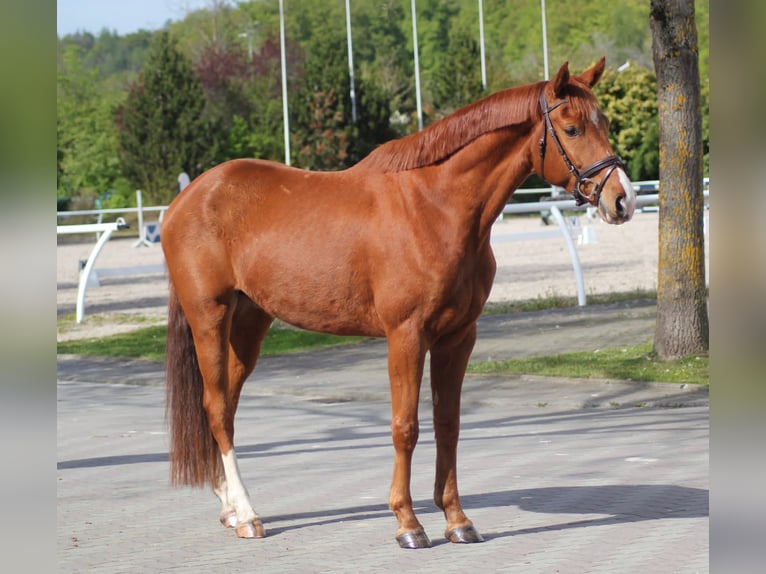Koń hanowerski Wałach 5 lat 164 cm Kasztanowata in Salem