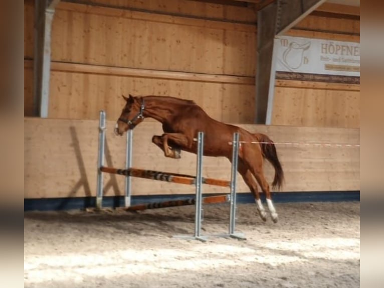 Koń hanowerski Wałach 5 lat 164 cm Kasztanowata in Salem
