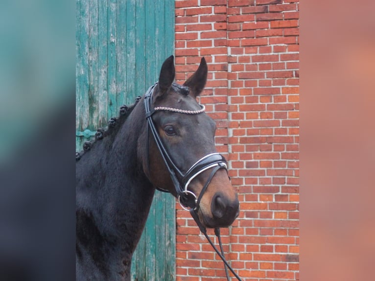 Koń hanowerski Wałach 5 lat 165 cm Ciemnogniada in Bassum