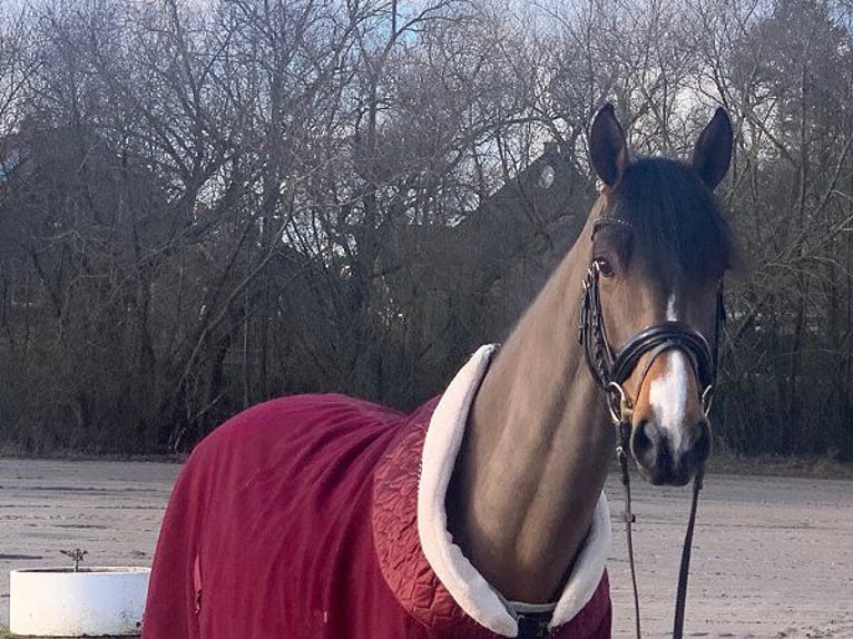 Koń hanowerski Wałach 5 lat 165 cm Gniada in Verden (Aller)