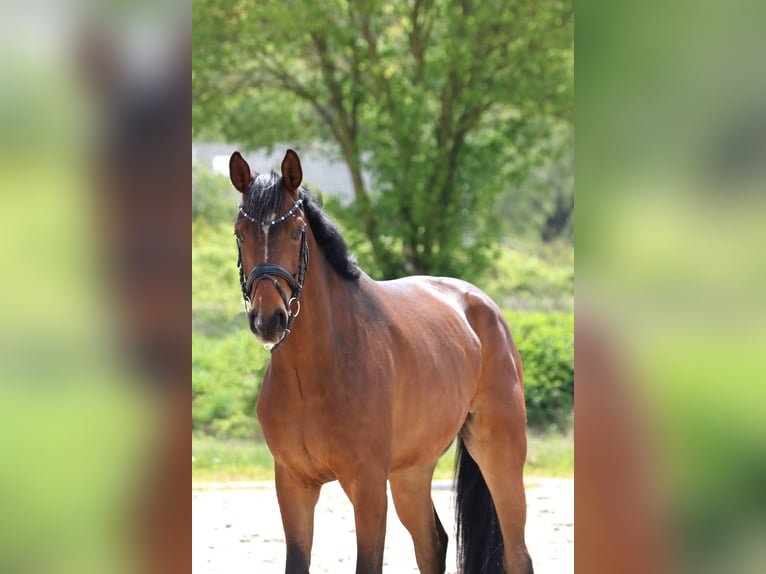 Koń hanowerski Wałach 5 lat 166 cm Gniada in Standenbühl