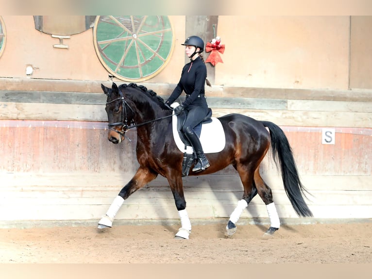 Koń hanowerski Wałach 5 lat 167 cm Ciemnogniada in Altenstadt