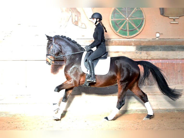 Koń hanowerski Wałach 5 lat 167 cm Ciemnogniada in Altenstadt