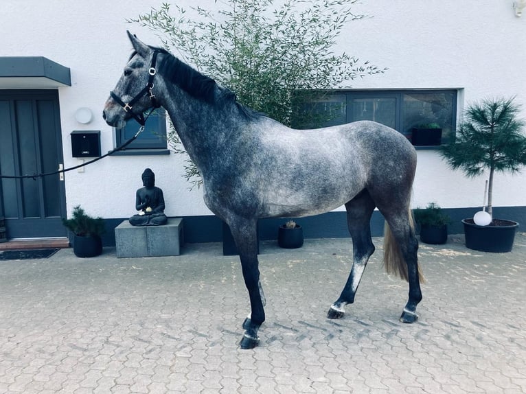 Koń hanowerski Wałach 5 lat 167 cm Siwa in Eppelheim