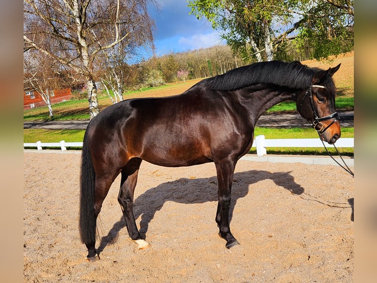 Koń hanowerski Wałach 5 lat 168 cm Gniada in Röttingen