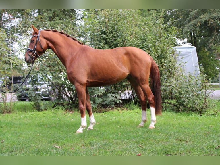 Koń hanowerski Wałach 5 lat 168 cm Kasztanowata in Maasen