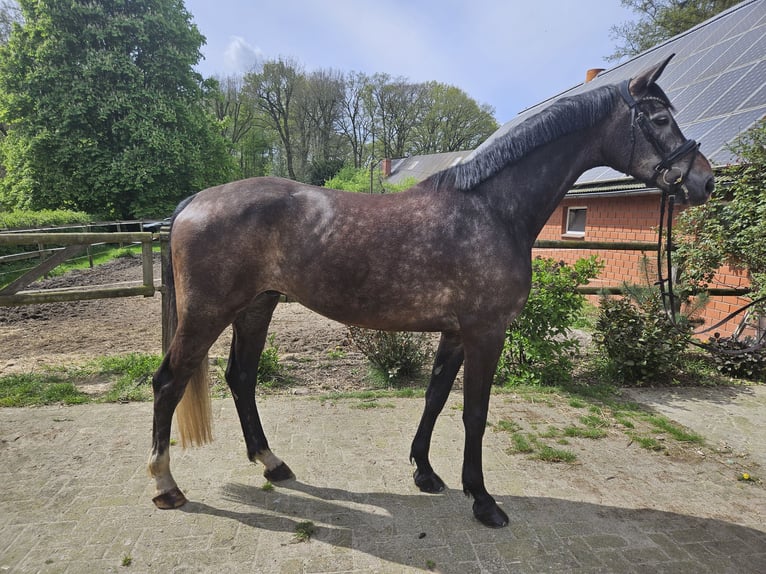 Koń hanowerski Wałach 5 lat 168 cm Siwa in Barnstorf
