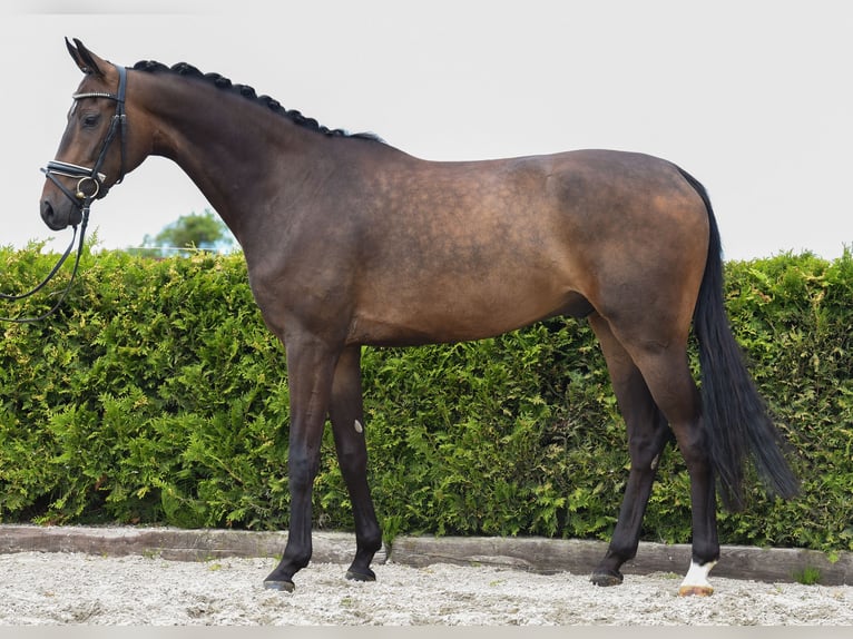 Koń hanowerski Wałach 5 lat 169 cm Ciemnogniada in Tiddische