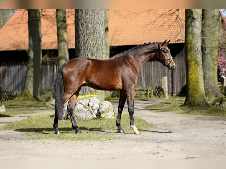 Koń hanowerski Wałach 5 lat 169 cm Gniada in Walsrode