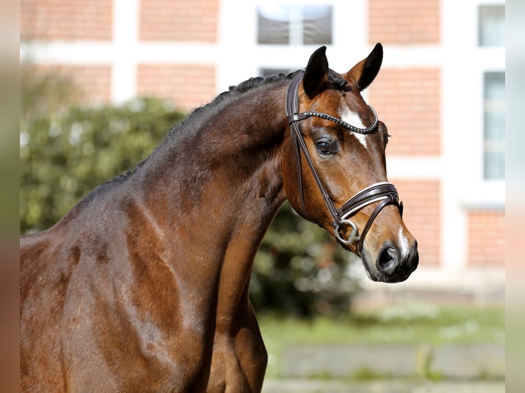 Koń hanowerski Wałach 5 lat 169 cm Gniada in Walsrode