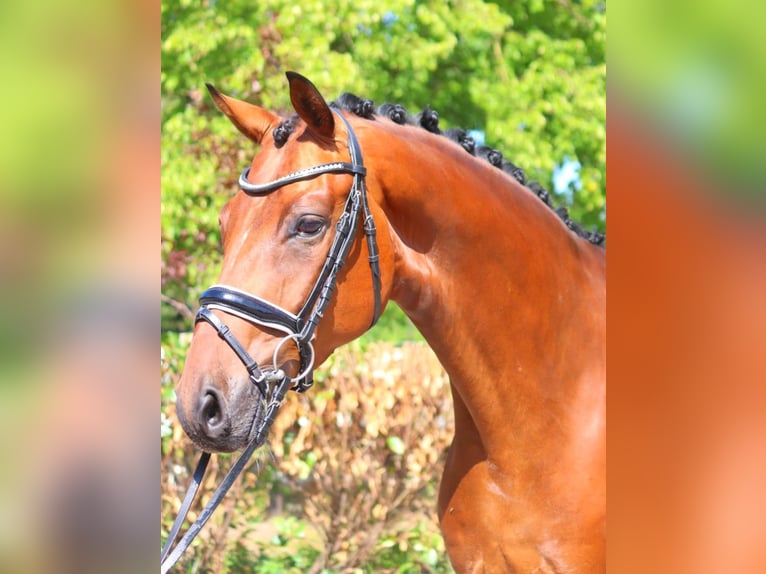 Koń hanowerski Wałach 5 lat 170 cm Gniada in Selsingen