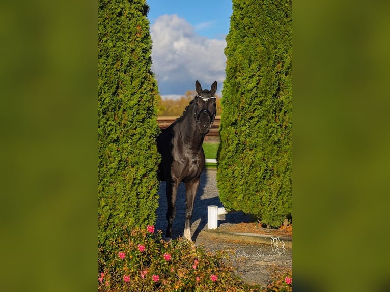 Koń hanowerski Wałach 5 lat 172 cm Kara in Kerpen