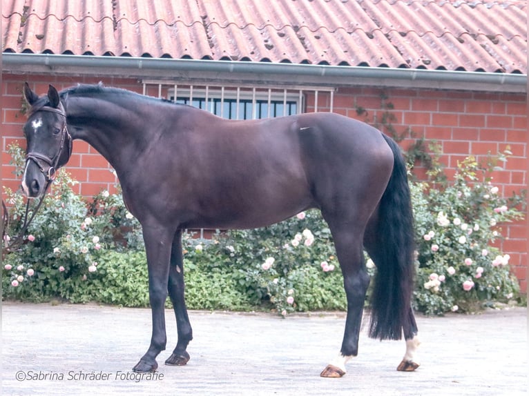 Koń hanowerski Wałach 5 lat 172 cm Kara in Misery