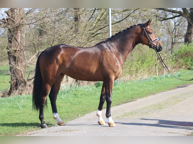 Koń hanowerski Wałach 5 lat 173 cm Ciemnogniada in Deinstedt