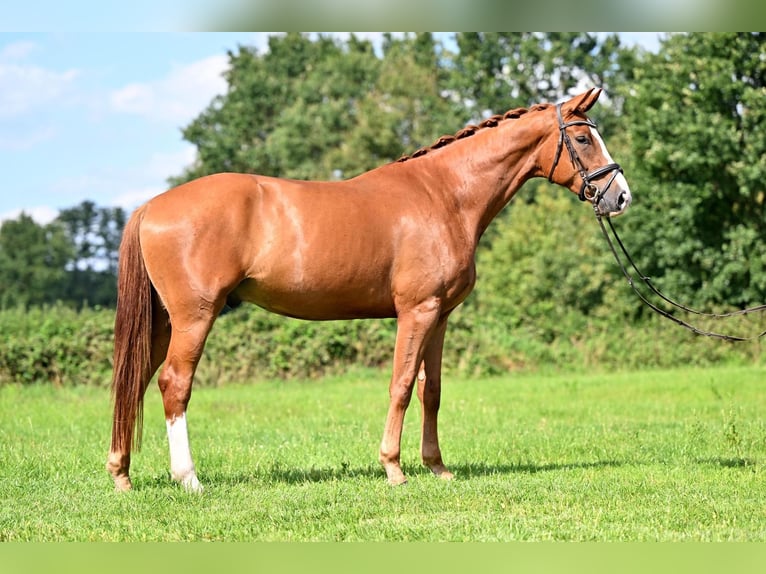 Koń hanowerski Wałach 5 lat 173 cm Kasztanowata in Verden (Aller)