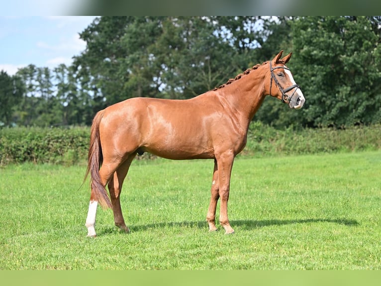 Koń hanowerski Wałach 5 lat 173 cm Kasztanowata in Verden (Aller)