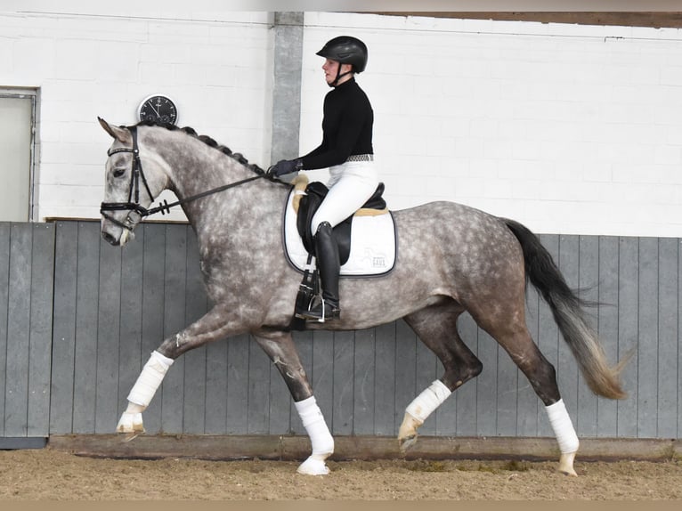 Koń hanowerski Wałach 5 lat 173 cm Siwa in Tiddische