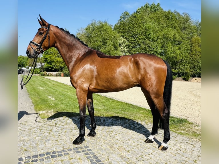 Koń hanowerski Wałach 5 lat 174 cm Gniada in Nienburg (Weser)