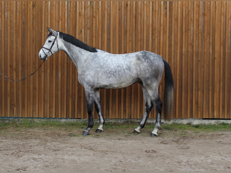 Koń hanowerski Wałach 5 lat 175 cm Siwa in Uetze
