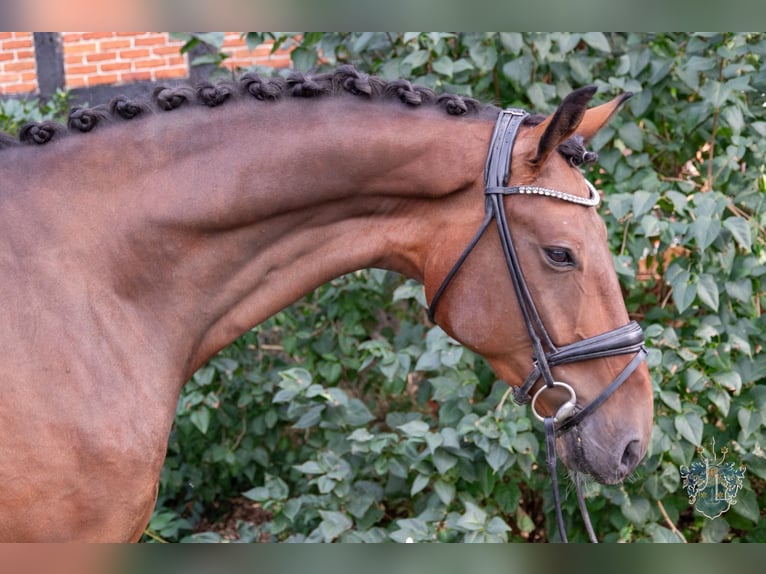 Koń hanowerski Wałach 5 lat 178 cm Gniada in Blender