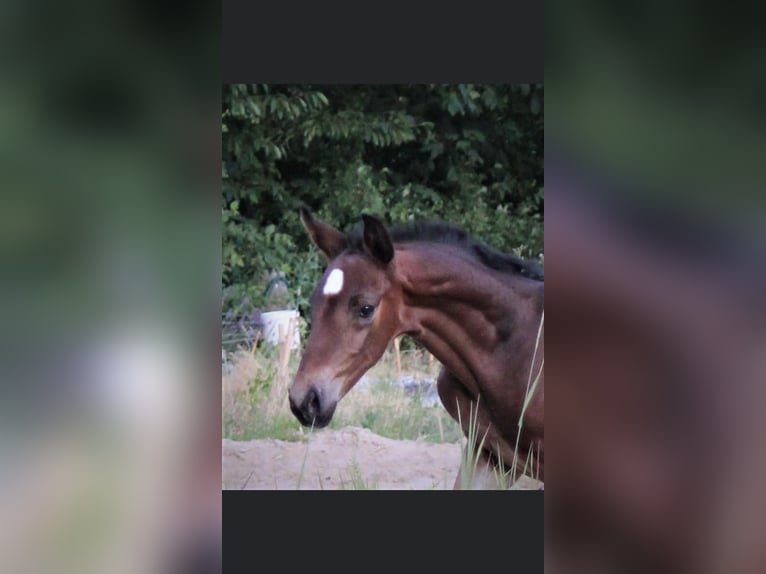 Koń hanowerski Wałach 5 lat 178 cm Gniada in Rosdorf