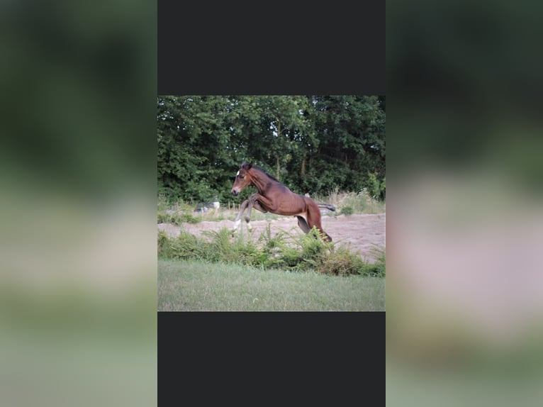 Koń hanowerski Wałach 5 lat 178 cm Gniada in Rosdorf