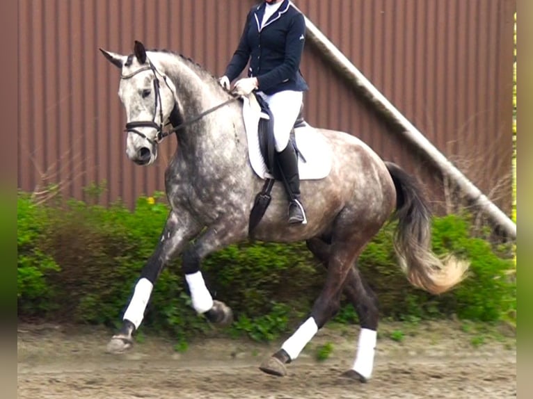 Koń hanowerski Wałach 5 lat 179 cm Siwa in Linau