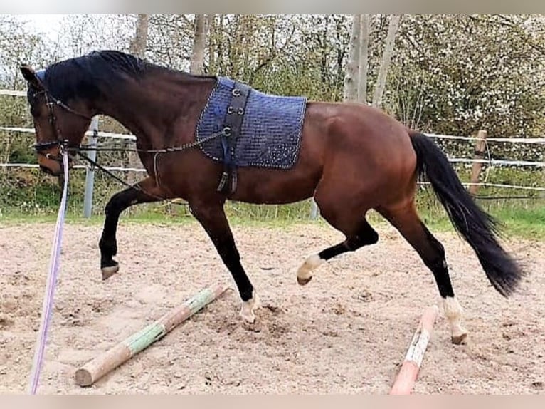 Koń hanowerski Wałach 5 lat 181 cm Gniada in Korbach