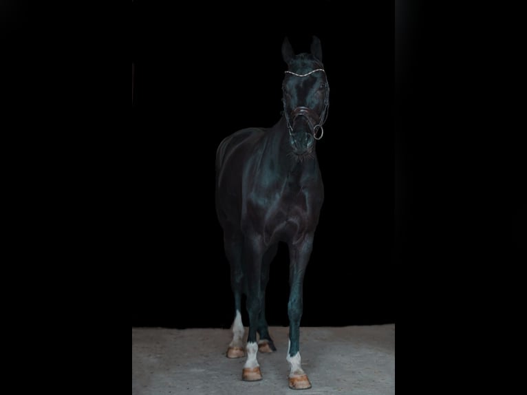 Koń hanowerski Wałach 6 lat 165 cm Kara in Stockach