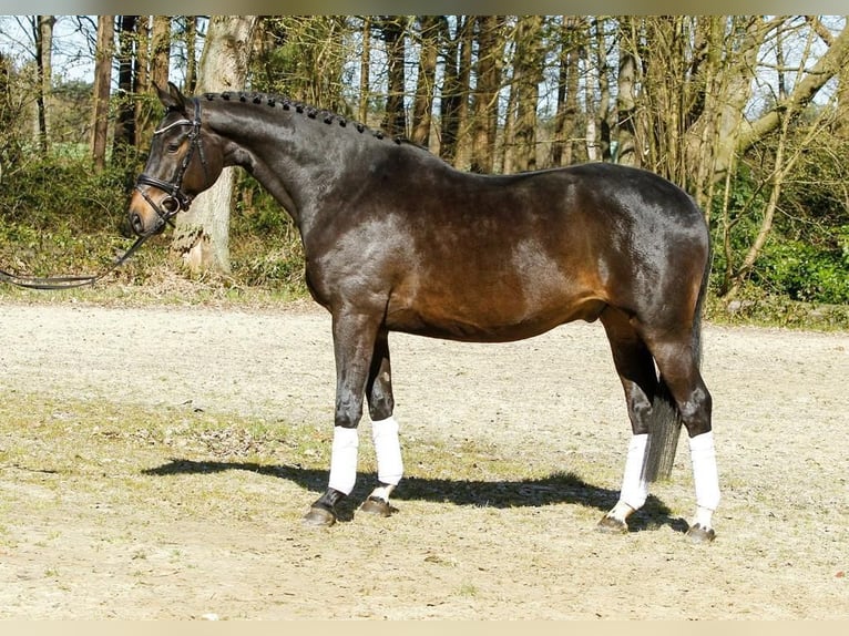Koń hanowerski Wałach 6 lat 168 cm in Kutenholz