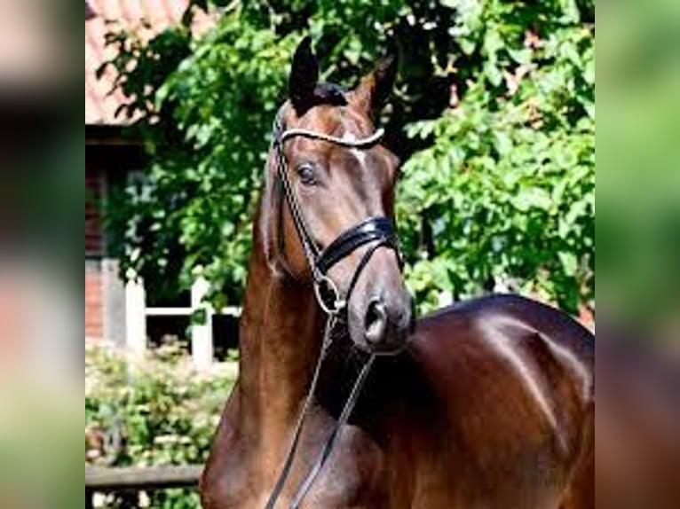 Koń hanowerski Wałach 6 lat 169 cm Ciemnogniada in Bad Bevensen