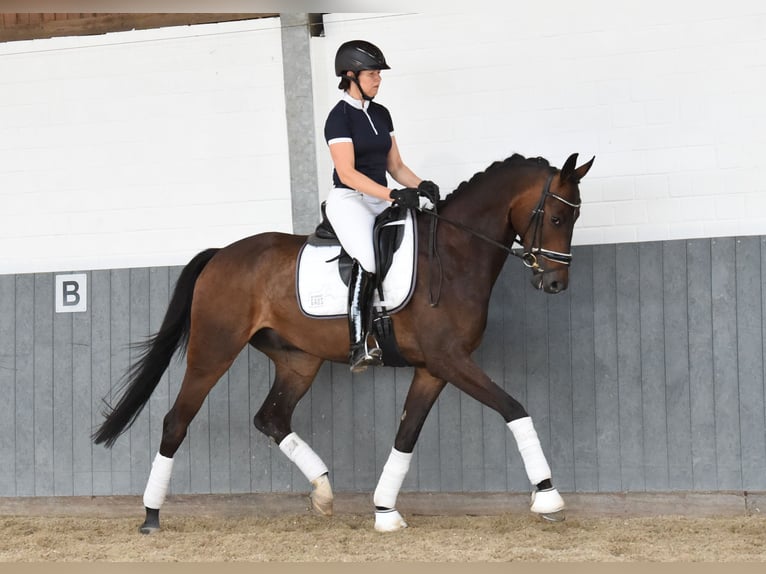 Koń hanowerski Wałach 6 lat 169 cm Ciemnogniada in Tiddische