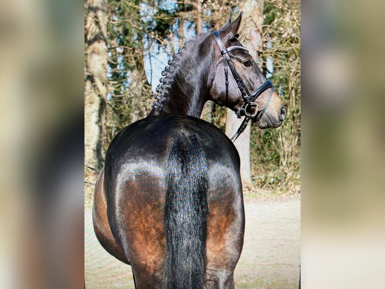 Koń hanowerski Wałach 6 lat 169 cm Kara in Kutenholz